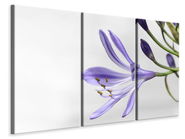 3-piece-canvas-print-lily-flower-in-purple