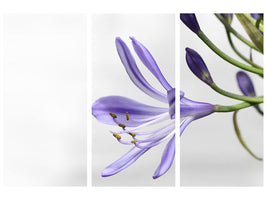 3-piece-canvas-print-lily-flower-in-purple