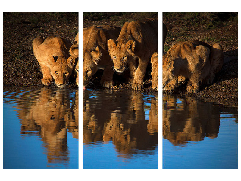 3-piece-canvas-print-lions-of-mara