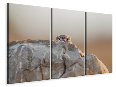 3-piece-canvas-print-little-owl