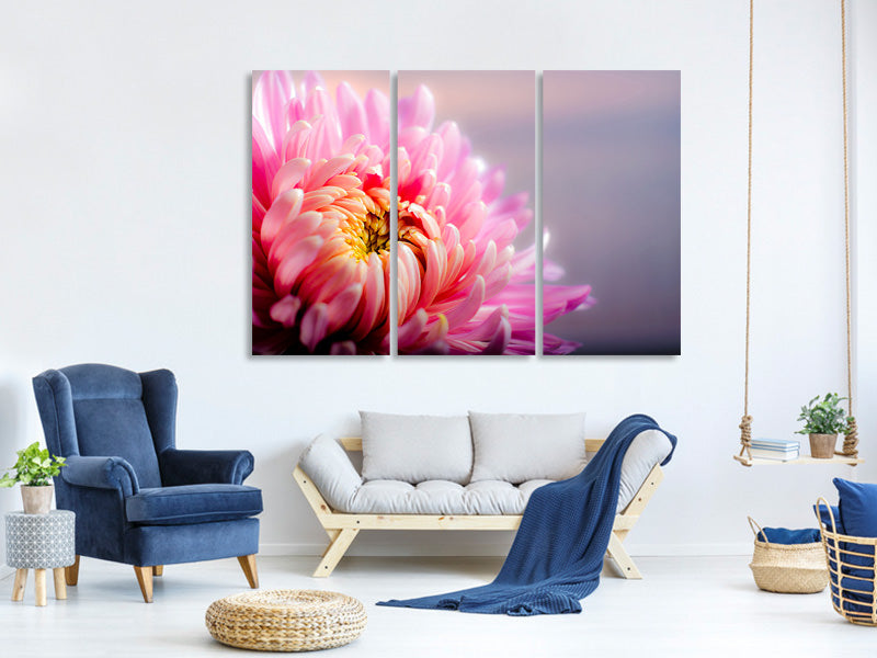 3-piece-canvas-print-macro-chrysanthemum