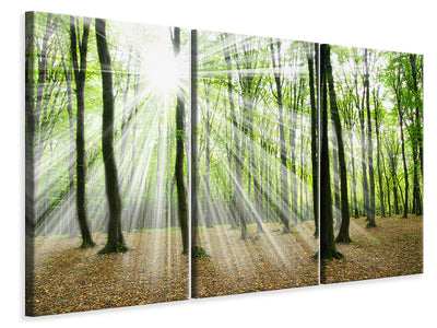 3-piece-canvas-print-magic-light-in-the-trees