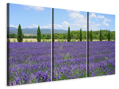 3-piece-canvas-print-magnificent-lavender-field