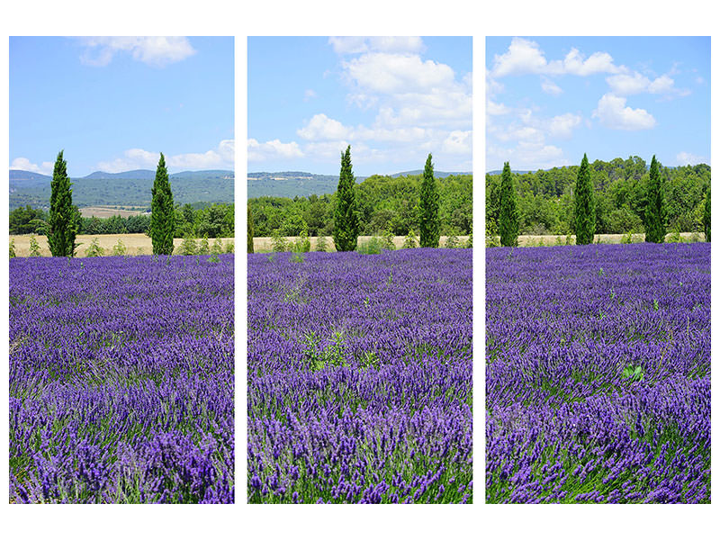 3-piece-canvas-print-magnificent-lavender-field