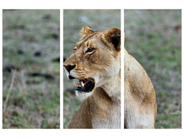3-piece-canvas-print-magnificent-lioness