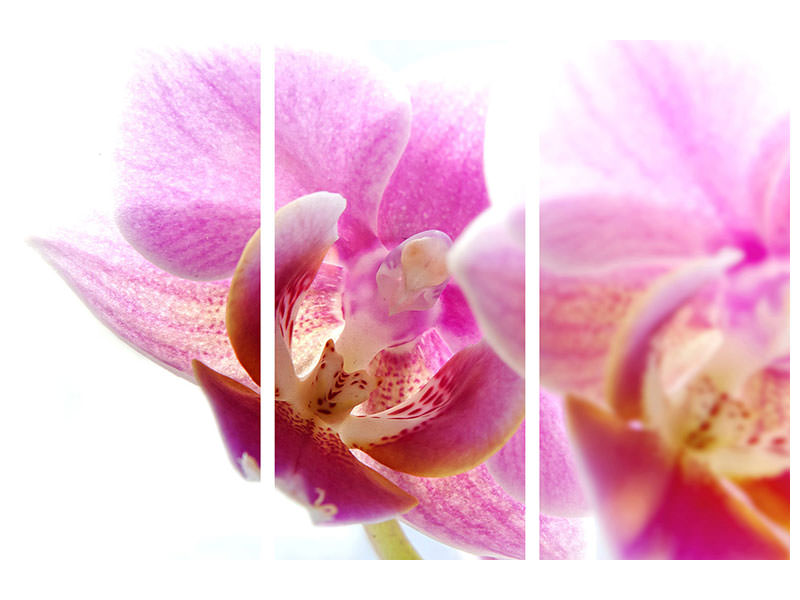 3-piece-canvas-print-magnificent-phalaenopsis