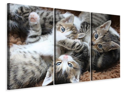 3-piece-canvas-print-many-kittens
