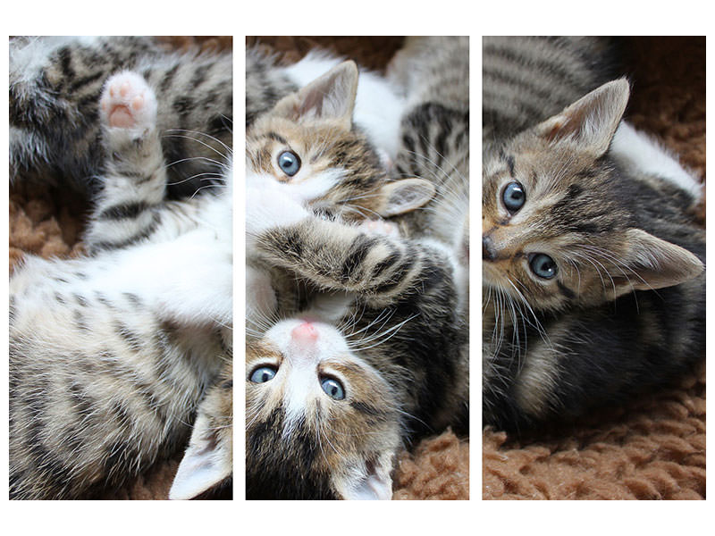 3-piece-canvas-print-many-kittens