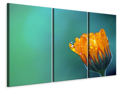 3-piece-canvas-print-marigold-in-morning-dew