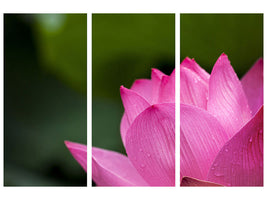 3-piece-canvas-print-marko-lotus-in-pink