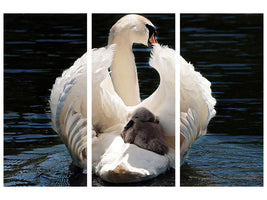 3-piece-canvas-print-mom-and-baby-swan