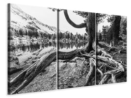 3-piece-canvas-print-old-tree