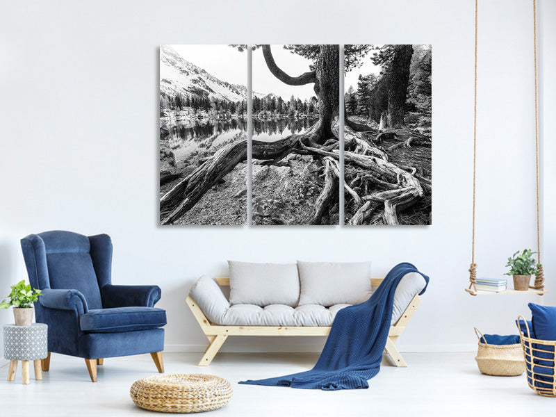 3-piece-canvas-print-old-tree