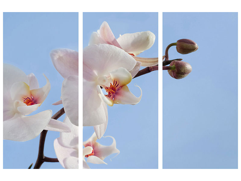 3-piece-canvas-print-orchid-in-the-sky