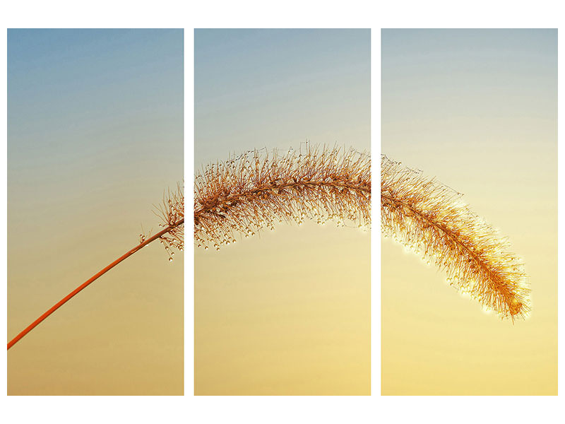 3-piece-canvas-print-ornamental-grass-in-xxl