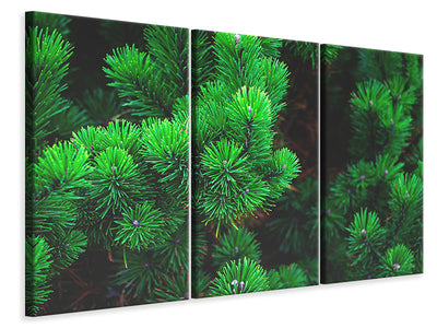 3-piece-canvas-print-pine-xl