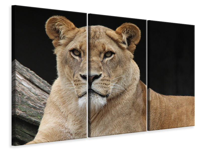 3-piece-canvas-print-proud-lioness