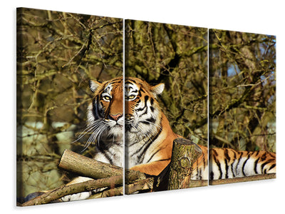 3-piece-canvas-print-proud-tiger