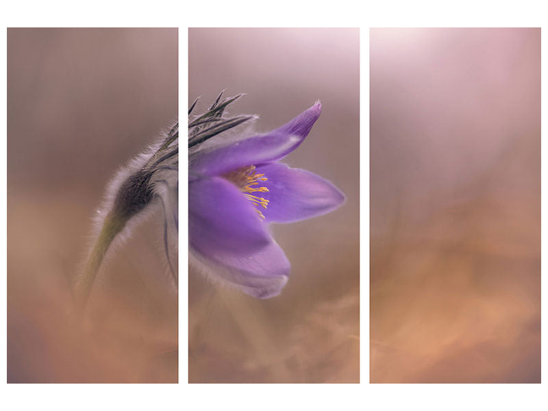 3-piece-canvas-print-pulsatilla-vulgaris