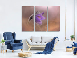 3-piece-canvas-print-pulsatilla-vulgaris