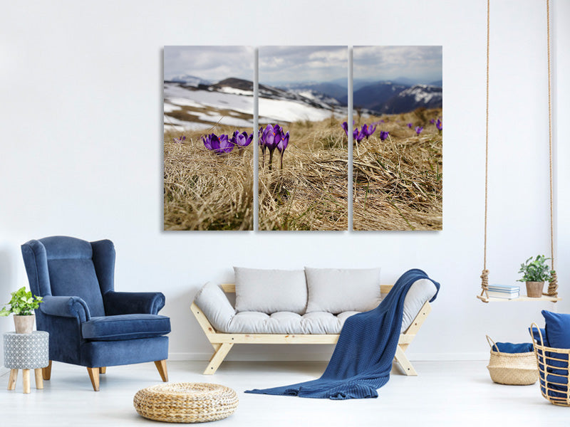 3-piece-canvas-print-purple-crocus