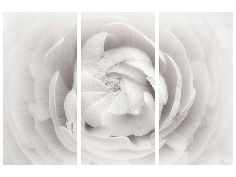 3-piece-canvas-print-ranunculus