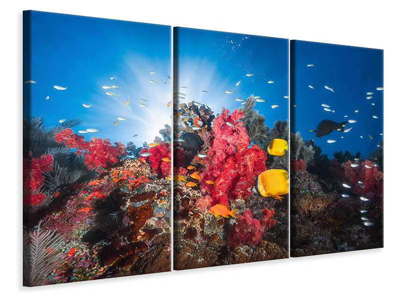 3-piece-canvas-print-reef-life