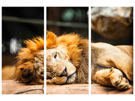 3-piece-canvas-print-relaxed-lion