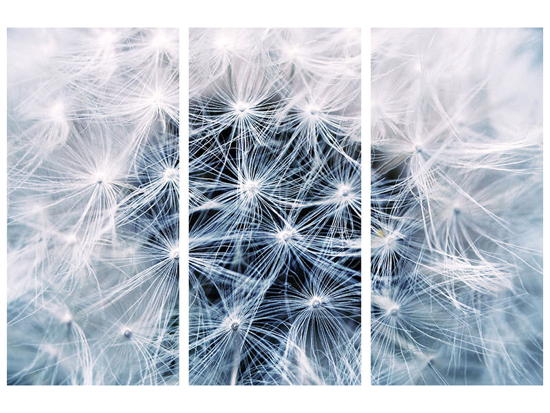3-piece-canvas-print-ripe-dandelion-close-up