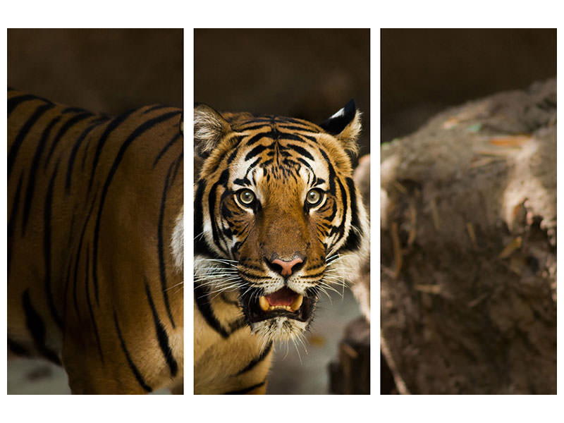 3-piece-canvas-print-sibirian-tiger