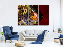 3-piece-canvas-print-skunk-clownfish