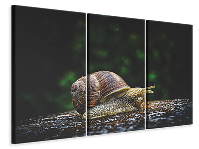 3-piece-canvas-print-snail-xxl
