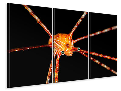 3-piece-canvas-print-spider-squat-lobster