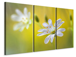 3-piece-canvas-print-stitchwort-ii