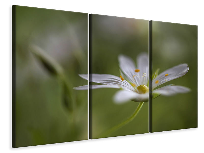 3-piece-canvas-print-stitchwort