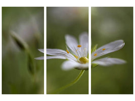 3-piece-canvas-print-stitchwort