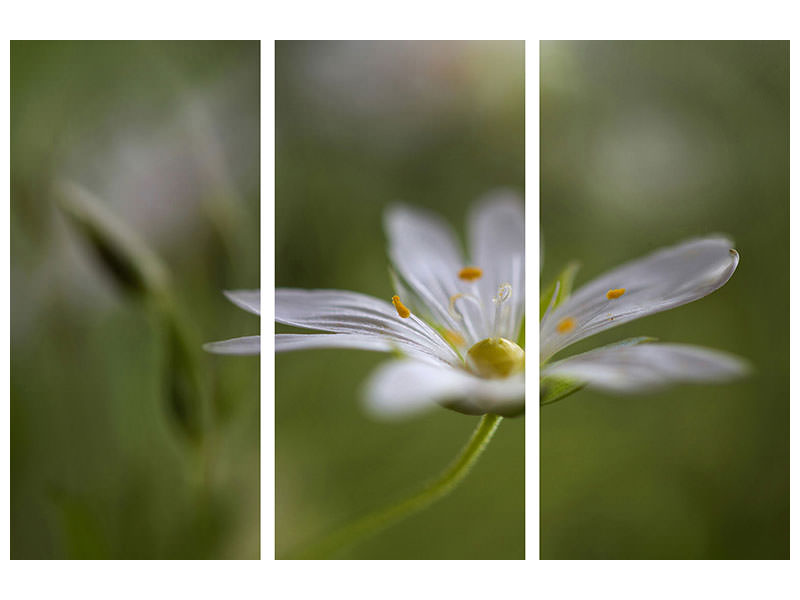 3-piece-canvas-print-stitchwort