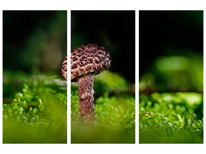 3-piece-canvas-print-strobilomyces-strobilaceus