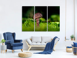 3-piece-canvas-print-strobilomyces-strobilaceus