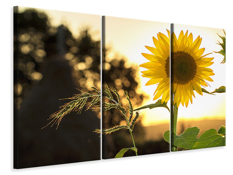 3-piece-canvas-print-sunflower-in-the-sunrise