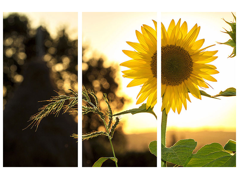 3-piece-canvas-print-sunflower-in-the-sunrise