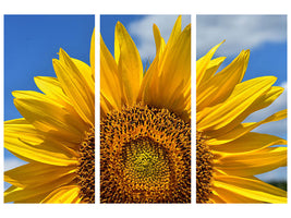 3-piece-canvas-print-sunflower-in-xxl