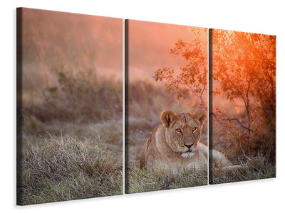 3-piece-canvas-print-sunset-lioness