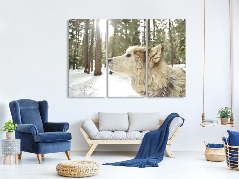 3-piece-canvas-print-the-alaskan-malamute