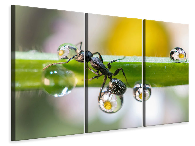 3-piece-canvas-print-the-ant-between-the-drops