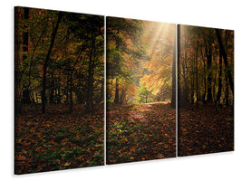 3-piece-canvas-print-the-deciduous-forest