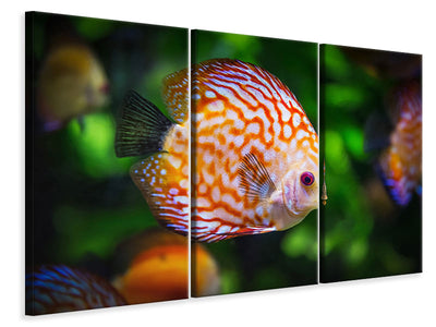 3-piece-canvas-print-the-discus-fish