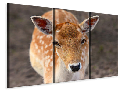 3-piece-canvas-print-the-fallow-deer