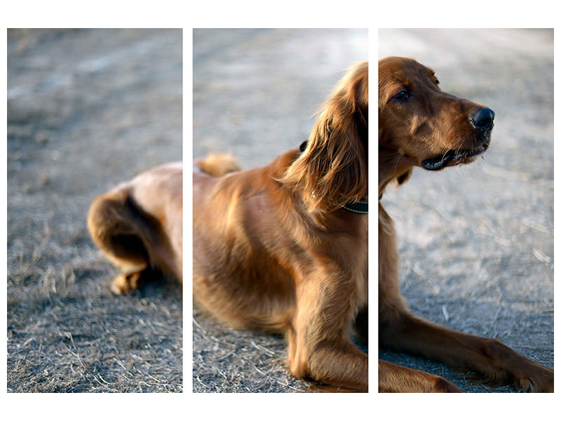 3-piece-canvas-print-the-irish-setter