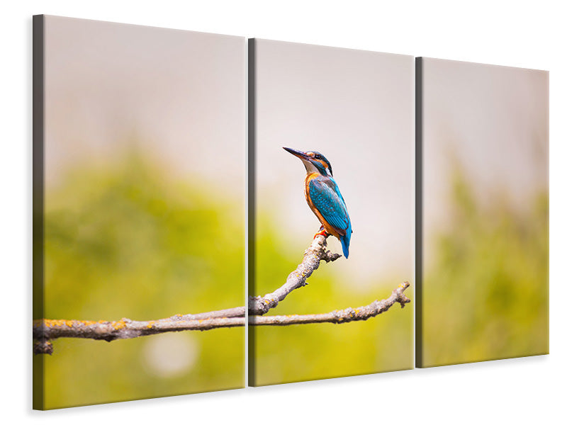 3-piece-canvas-print-the-kingfisher